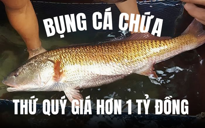 Việt Nam có loại cá đắt nhất nhì thế giới, bụng chứa thứ quý giá hơn 1 tỷ đồng