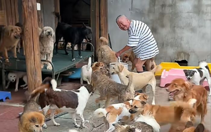 Ông cụ 1 mình nuôi hơn 300 chú chó mèo hoang nhờ vào tiền cắt tóc