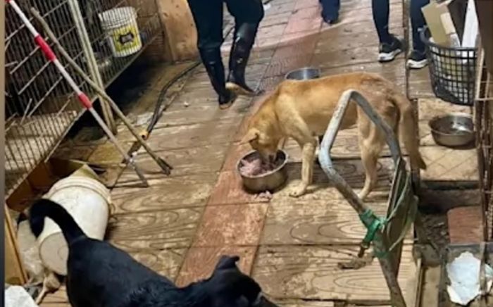 Đau lòng cảnh tượng tại một cơ sở nuôi chó, hơn 10 con chết khô trong lồng, sự thật gây phẫn nộ