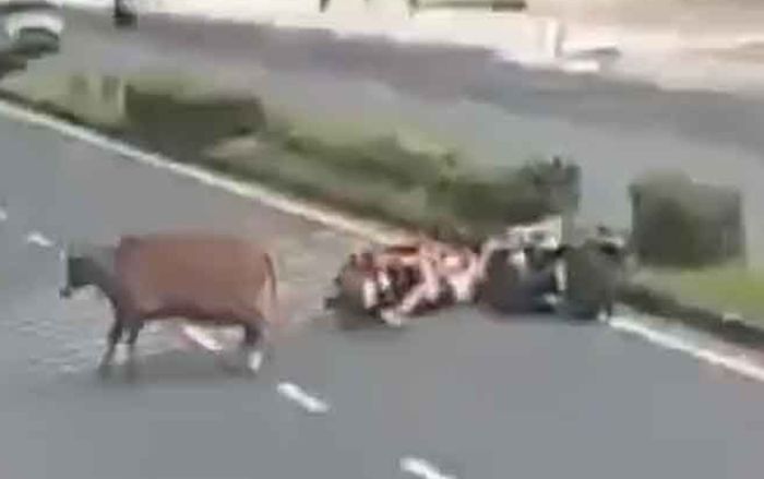 Con bò bất ngờ lao qua đường, húc ngã 2 người đi xe máy gây xôn xao