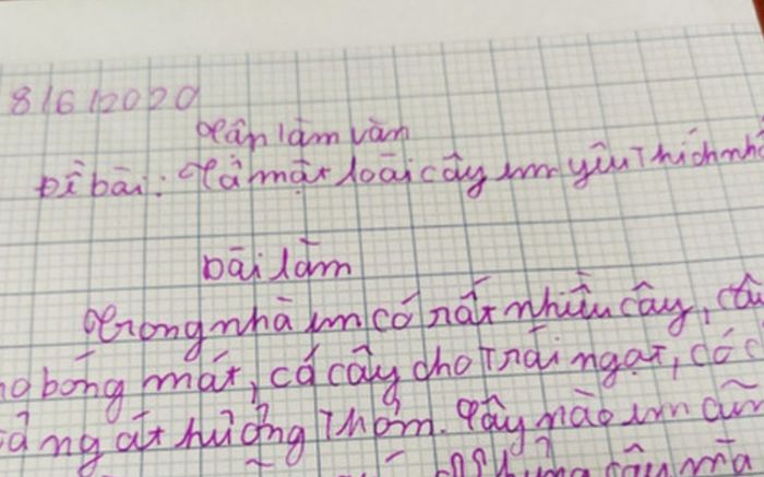 Học sinh viết bài văn tả loài cây yêu thích, đọc câu cuối ai cũng gật gù tâm đắc