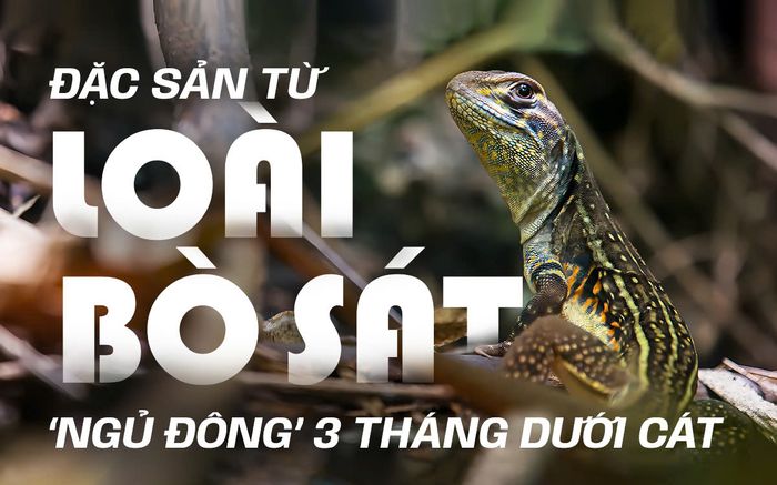 Đặc sản từ loài bò sát 'ngủ đông' 3 tháng dưới cát, thịt dai ngon nhiều người mê