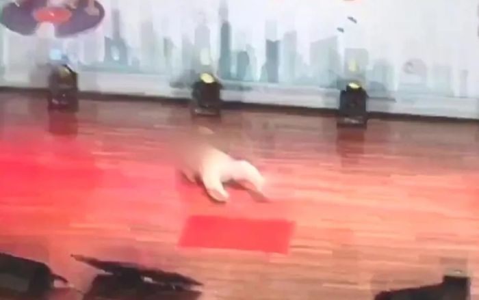 Cụ ông 83 tuổi đột ngột ngã gục xuống sân khấu, qua đời khi đang thi hát