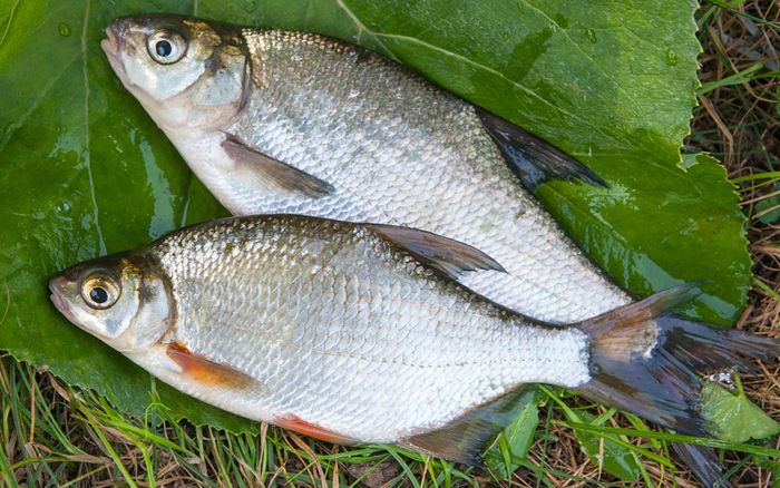 Loại cá ở miền Tây suýt tuyệt chủng bỗng 'hồi sinh', mang doanh thu chục tỷ mỗi năm