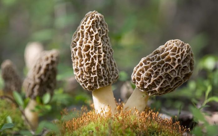 Loại nấm có tên đặc biệt, đắt bậc nhất Việt Nam 13 triệu/ký, xưa là món ngon tiến vua