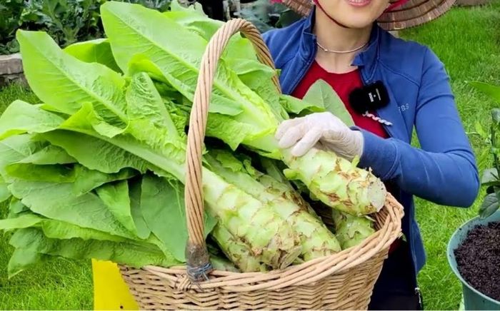 4 loại rau mọc hoang đắt hơn thịt, xưa không ai thèm ngó giờ cả triệu đồng/1kg