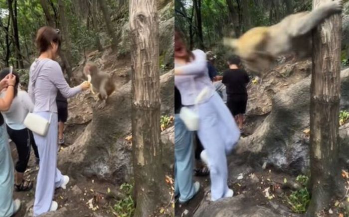 Cho khỉ ăn chuối, nữ du khách bị con vật 'tung cước' ngã xuống sườn núi