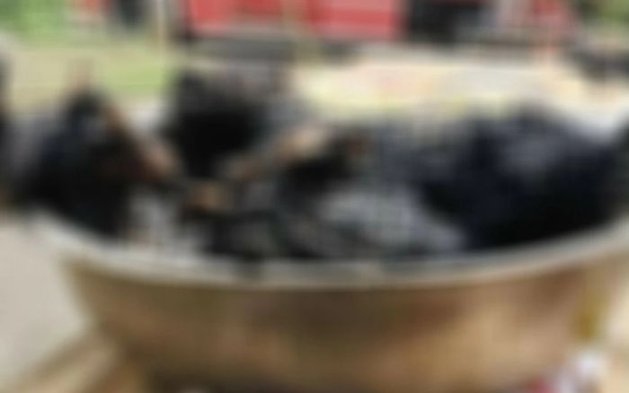 Chó mẹ lao vào biển lửa để cứu đàn con, kết quả khiến nhiều người đau lòng