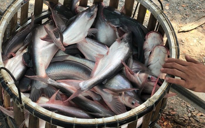 Loại cá cả thế giới tranh nhau nuôi, chỉ Việt Nam tạo nên 'mỏ vàng' thu triệu đô