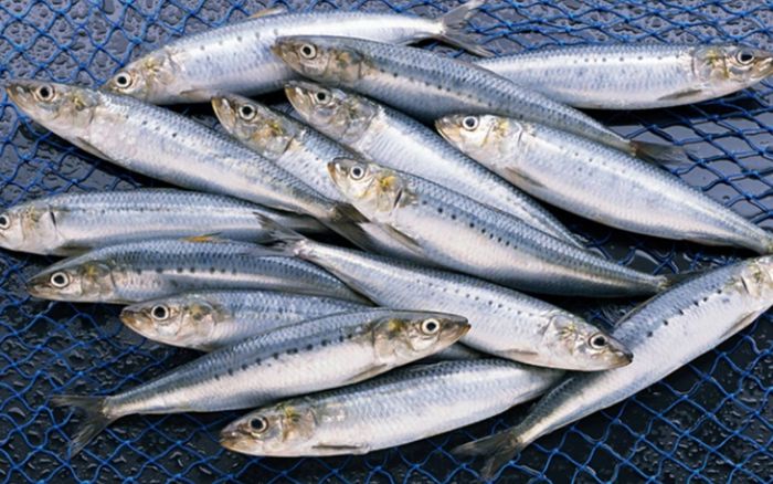 Loại cá tốt nhất thế giới, ở chợ Việt Nam bán rẻ khó tin chỉ vài chục nghìn/ký