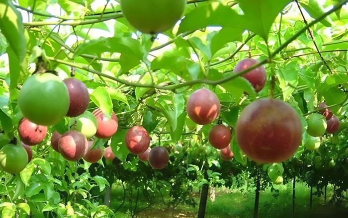 Sản vật triệu đô của Việt Nam được Trung Quốc ồ ạt mua, lọt top 10 xuất khẩu thế giới