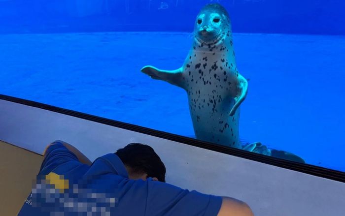 Bị gọi nhầm tên, chú hải cẩu phản ứng khiến mạng xã hội 'dậy sóng'