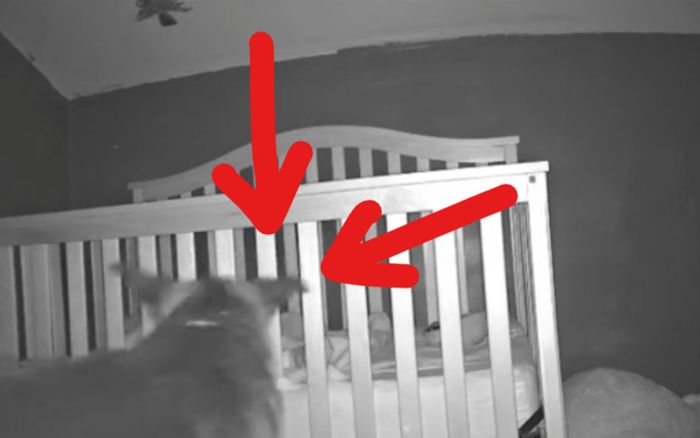 Xem camera phòng con, mẹ sửng sốt trước hành động mỗi đêm của chú chó với em bé