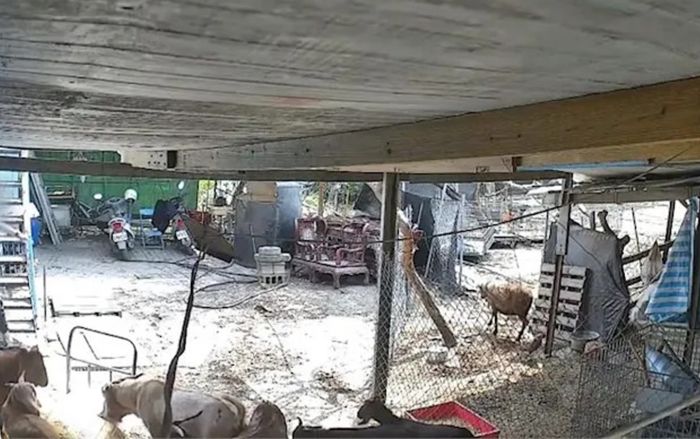 120 con dê chết đột ngột trong vòng 2 ngày, chủ trang trại sững sờ sau khi kiểm tra camera