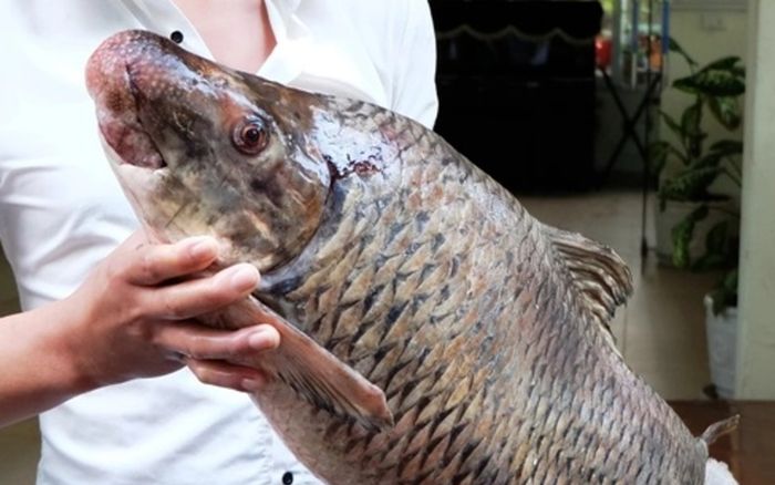 Loại cá ở Việt Nam có đôi môi dày như mõm lợn, giá đắt đỏ tiền triệu mỗi ký