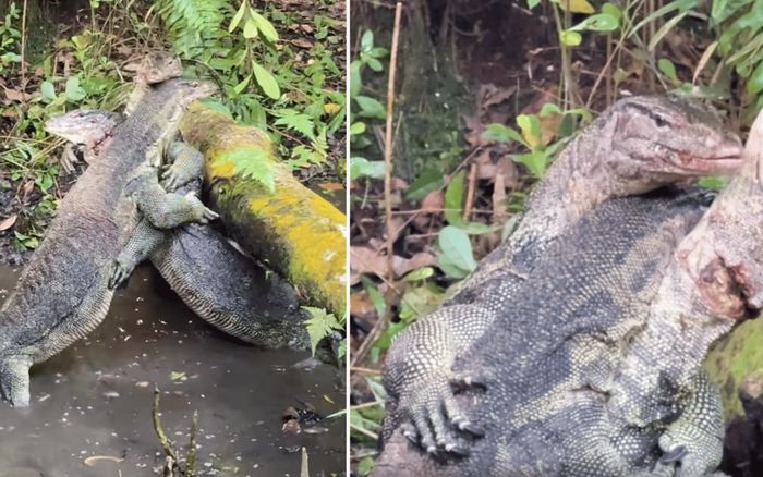 Nghe tiếng động lạ dưới hồ, du khách rùng mình khi chứng kiến cảnh tượng ly kì