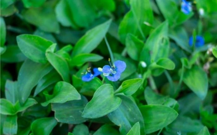 4 loại rau mọc ven đường bị chê là cỏ dại, hóa ra bổ dưỡng hơn cả thịt