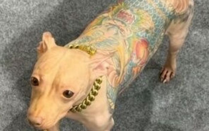 Con chó không lông bị xăm kín người khiến dân mạng phẫn nộ