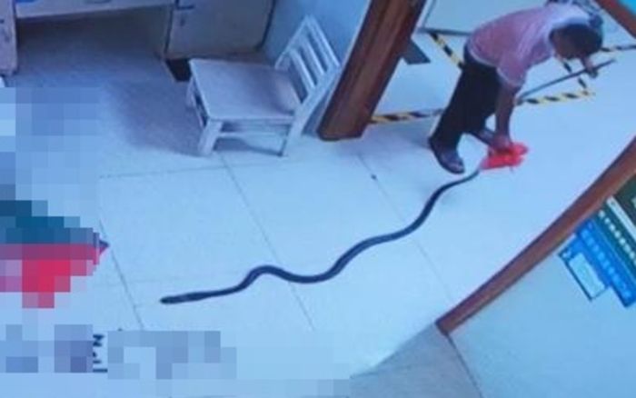 Cụ ông 78 tuổi bị rắn hổ mang chúa cắn, gia đình kéo con rắn dài hơn 2m đến thẳng bệnh viện