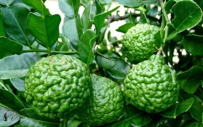 Đặc sản An Giang tưởng sắp tuyệt chủng, trồng 5 năm mới thu hoạch, ăn từ quả đến lá