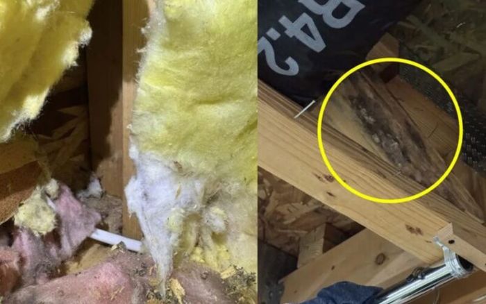 Chi gần 10 tỷ mua nhà, đôi vợ chồng trẻ choáng váng khi phát hiện 'ổ bệnh' bên trong tổ ấm