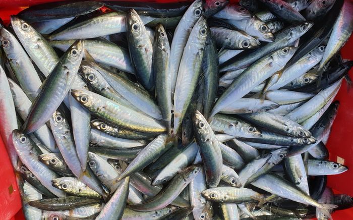 Một loại cá gây ung thư cực cao, nhiều người lại chủ quan hay ăn vì ngon