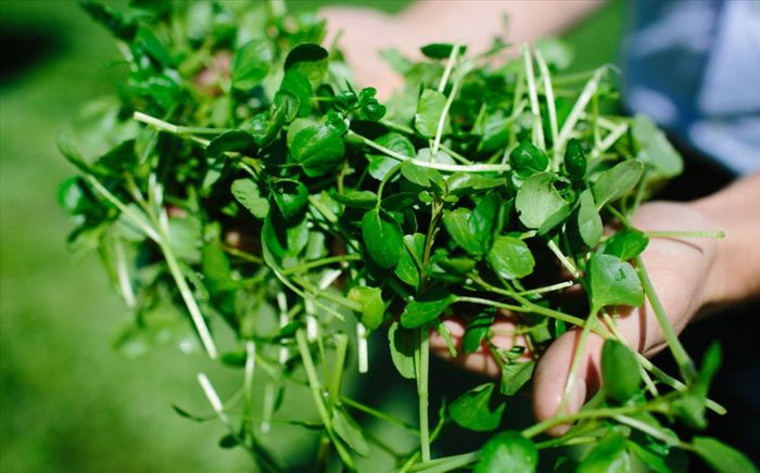 Loại rau bị chê bẩn ở Việt Nam nhưng được thế giới tôn vinh là siêu thực phẩm chống ung thư