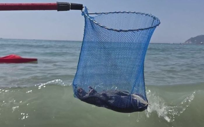 Du khách tháo chạy khỏi bãi biển sau khi phát hiện cảnh tượng rùng mình