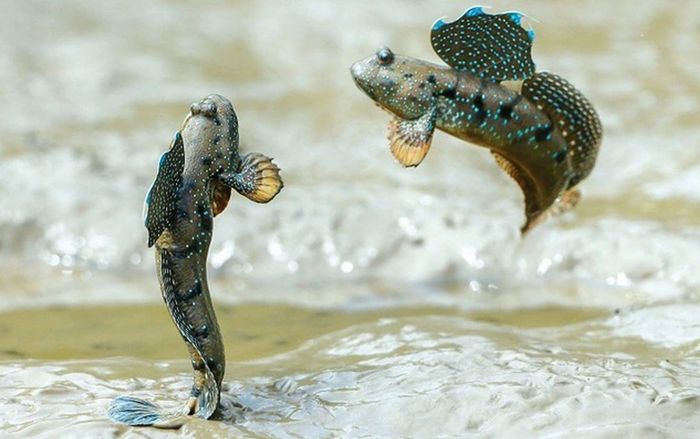 Loại cá có chân biết leo cây, nhảy lên bờ đi chơi là đặc sản miền Tây