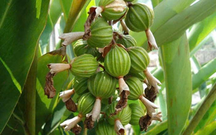 Loại quả mọc dại ở Việt Nam ít người biết, nước ngoài săn lùng với giá 1.2 triệu đồng/1kg