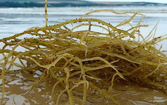 Loại rau mọc trên đá biển ở Phú Quốc, giá 800 nghìn/ký vẫn cháy hàng vì dân sành ăn săn lùng