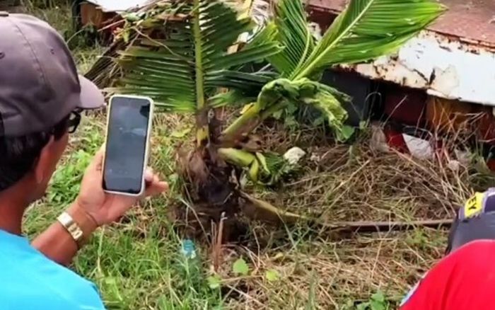 Xôn xao cây dừa mọc ra tàu lá kỳ dị, người dân kéo nhau đến xem