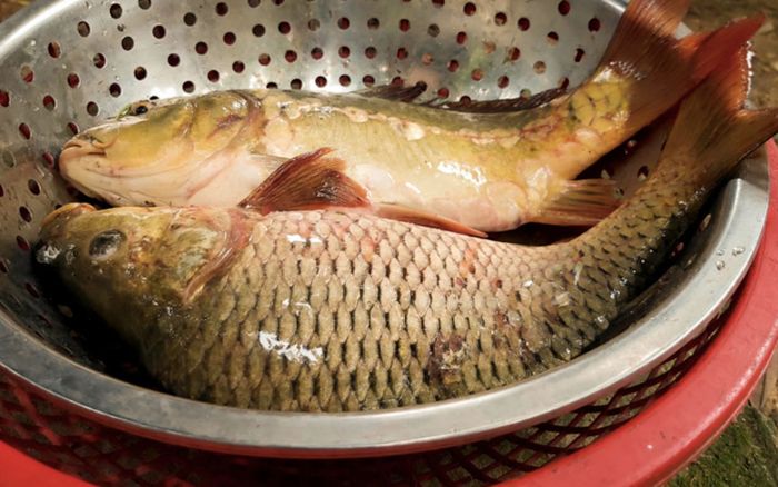 Loại cá ở Việt Nam bổ hơn cá hồi nhưng rẻ gấp 10 lần, ra chợ gặp là mua ngay