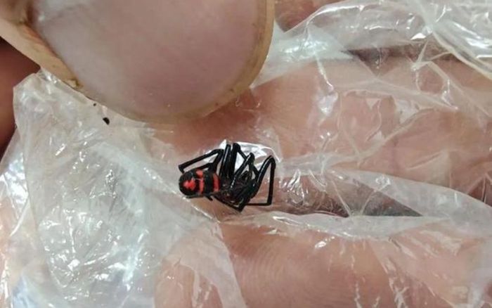 Bị con vật hiếm cắn vào lưng, nam thanh niên rơi vào tình trạng nguy kịch