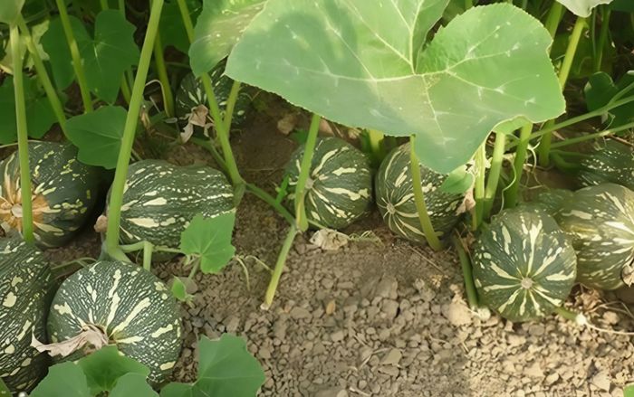 Đừng chỉ ăn lá, quả cây này bổ như nhân sâm, đi chợ gặp phải mua ngay vì rất rẻ