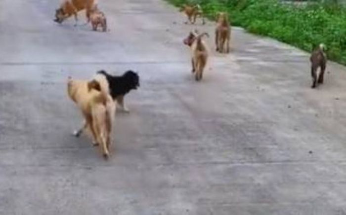 Con gái gửi chó cưng về quê cho bố mẹ nuôi, 1 năm sau nhận lại 160 con