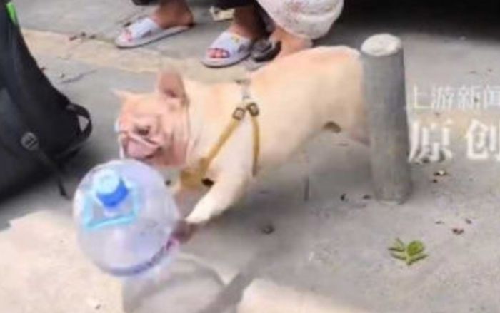 Chú chó gây sốt với công việc 'tay trái', kiếm được hàng chục triệu đồng