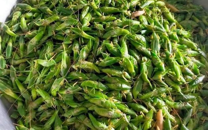 Loại côn trùng từng bị nông dân đập bỏ, nay gần 1 triệu/kg, thành đặc sản đồng quê