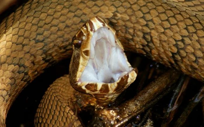 Nuốt mật rắn để bồi bổ, người đàn ông phát hiện dị vật dài 18 cm trong não