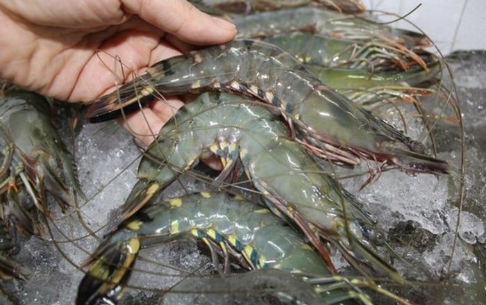 Đi chợ dịp lễ, gặp 6 loại tôm này tuyệt đối không mua dù rẻ cỡ nào, tránh rước bệnh vào thân