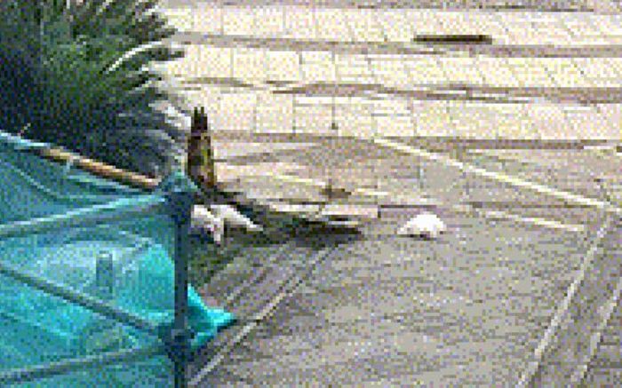 Người phụ nữ ném hai con chó từ tầng 21 xuống đất, lời khai gây phẫn nộ