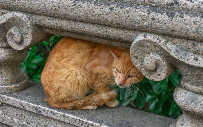 Bị bỏ rơi giữa rừng, chú mèo cam trung thành đợi chủ suốt 6 năm trong cô độc