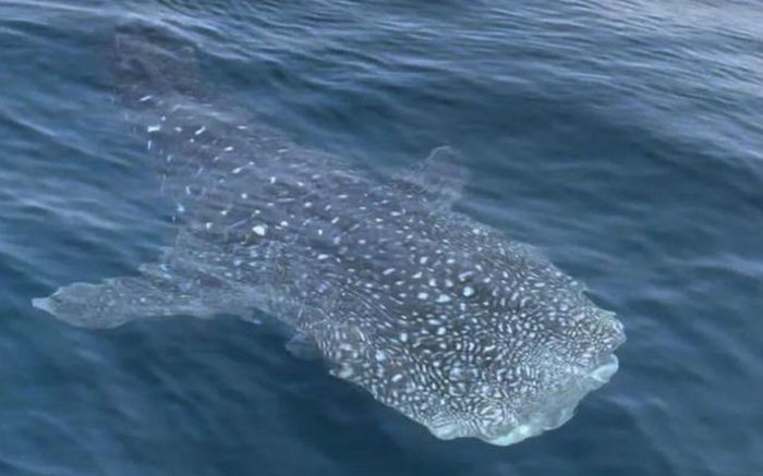 Thấy 'bóng đen khổng lồ' trồi lên từ mặt nước, nhóm câu cá sững sờ khi biết danh tính