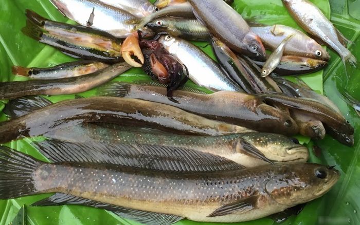 Loài cá biết đào đất để ngủ, trèo lên vách đá là đặc sản Ninh Bình, xưa dùng tiến vua