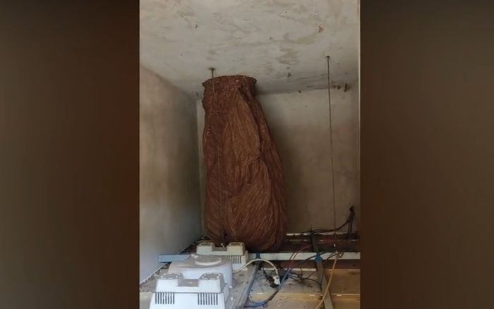 Nghe tiếng động lạ trên trần, người đàn ông bủn rủn khi thấy cảnh tượng trước mắt