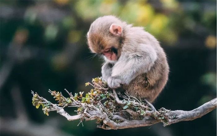 Ngày 10/8/2025: Con giáp nên 'im lặng là vàng' để tránh rắc rối