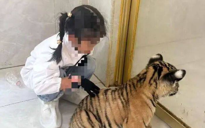 Bé gái 7 tuổi bị con hổ cắn khi chơi ở vườn thú, người mẹ yêu cầu công viên bồi thường