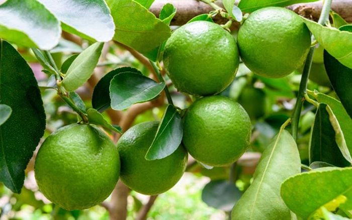 Loại lá quen thuộc mọc sau hè ở Việt Nam, qua nước ngoài bán 7 triệu/ký vẫn cháy hàng