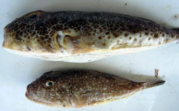 2 loại cá cực độc bán tràn lan ngoài chợ, nhiều người Việt vẫn vô tư mua về ăn