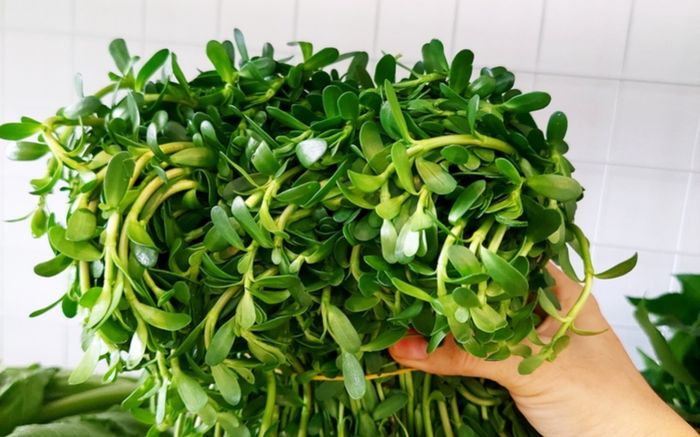 2 loại rau nhiều người chê nhưng hóa ra lại là món quen trong bữa cơm của người Việt